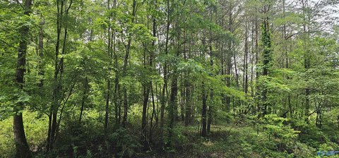 Unrestricted Wooded Acres in Mentone