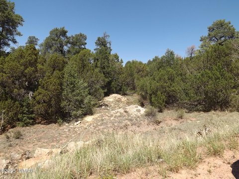 Treed Homesite in Overgaard, AZ
