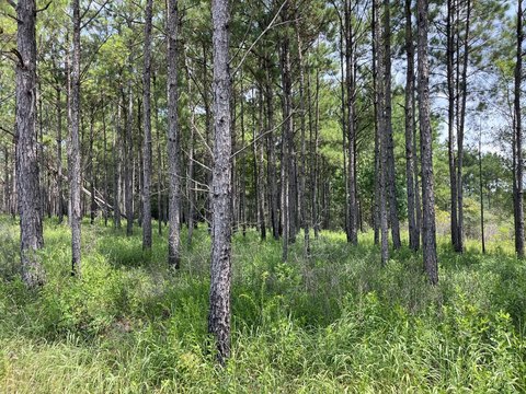 Recreation Land with Conservation Easement
