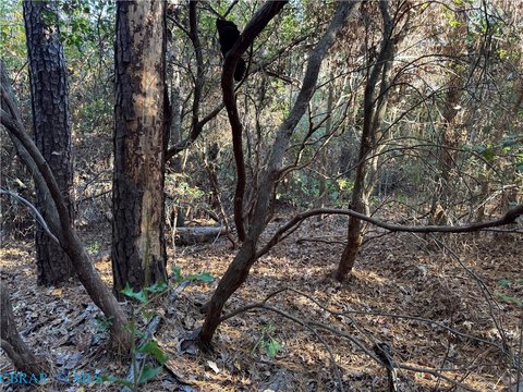 Wooded Lot in Quiet Community