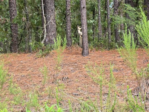 Land, DUNNELLON, FL