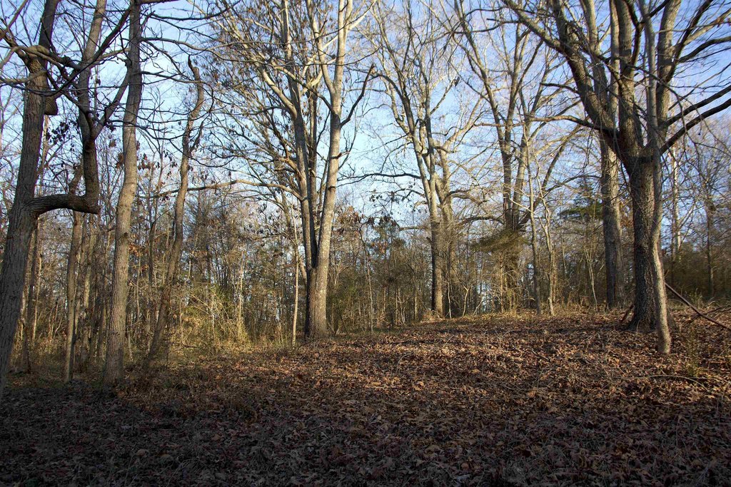 Picture 8