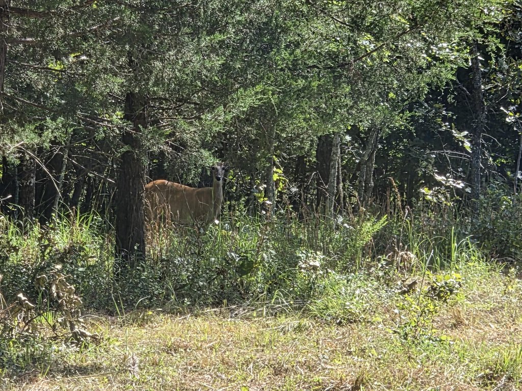 Picture 44