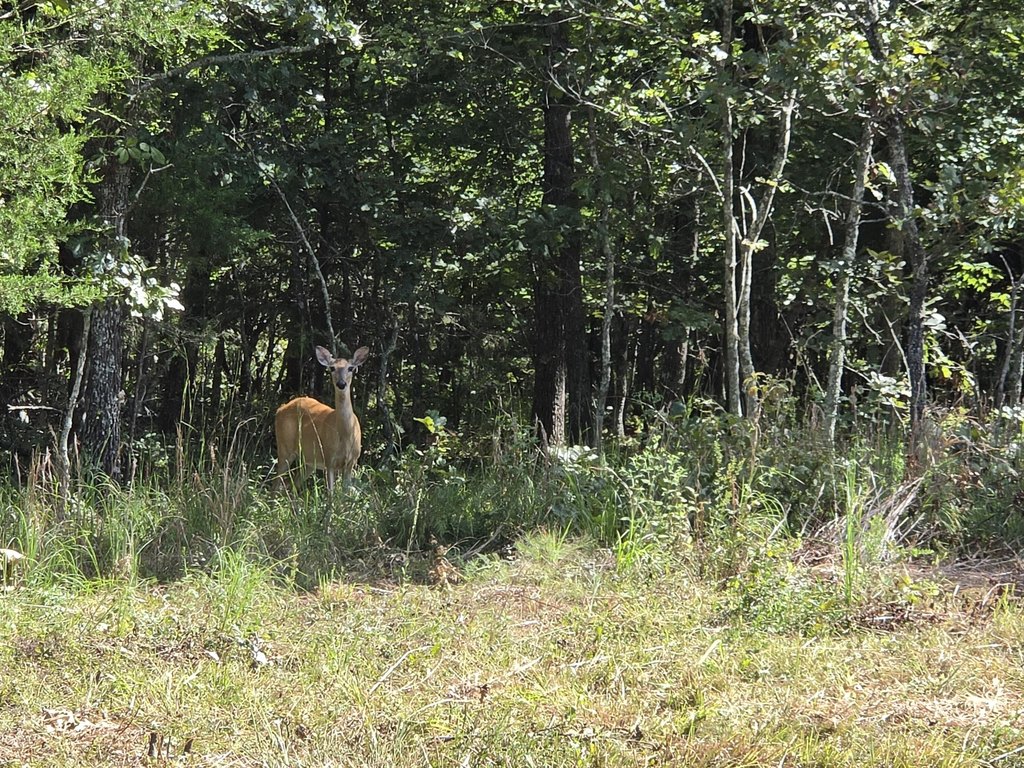 Picture 48