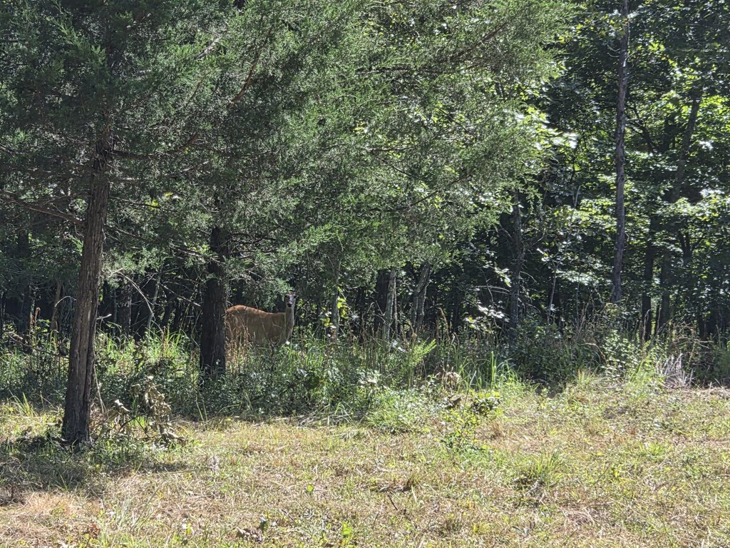 Picture 45