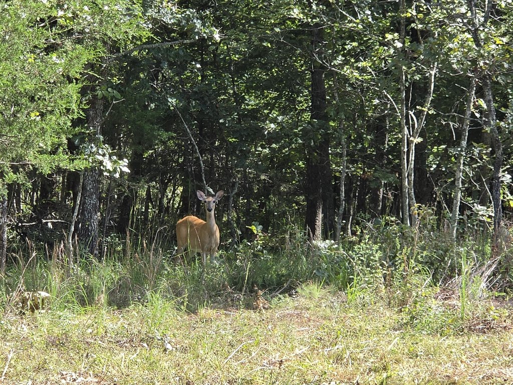 Picture 41
