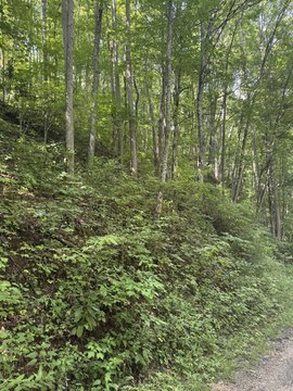 LAND - Whittier, NC