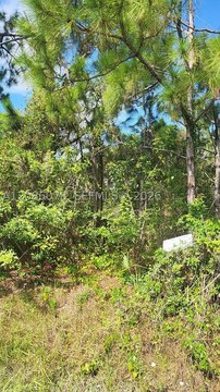Land, Punta Gorda, FL