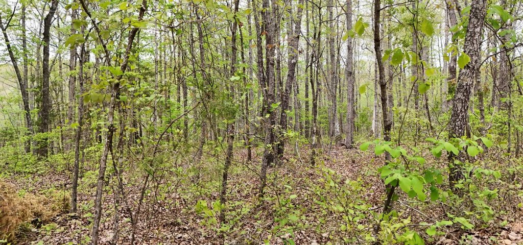Picture 8