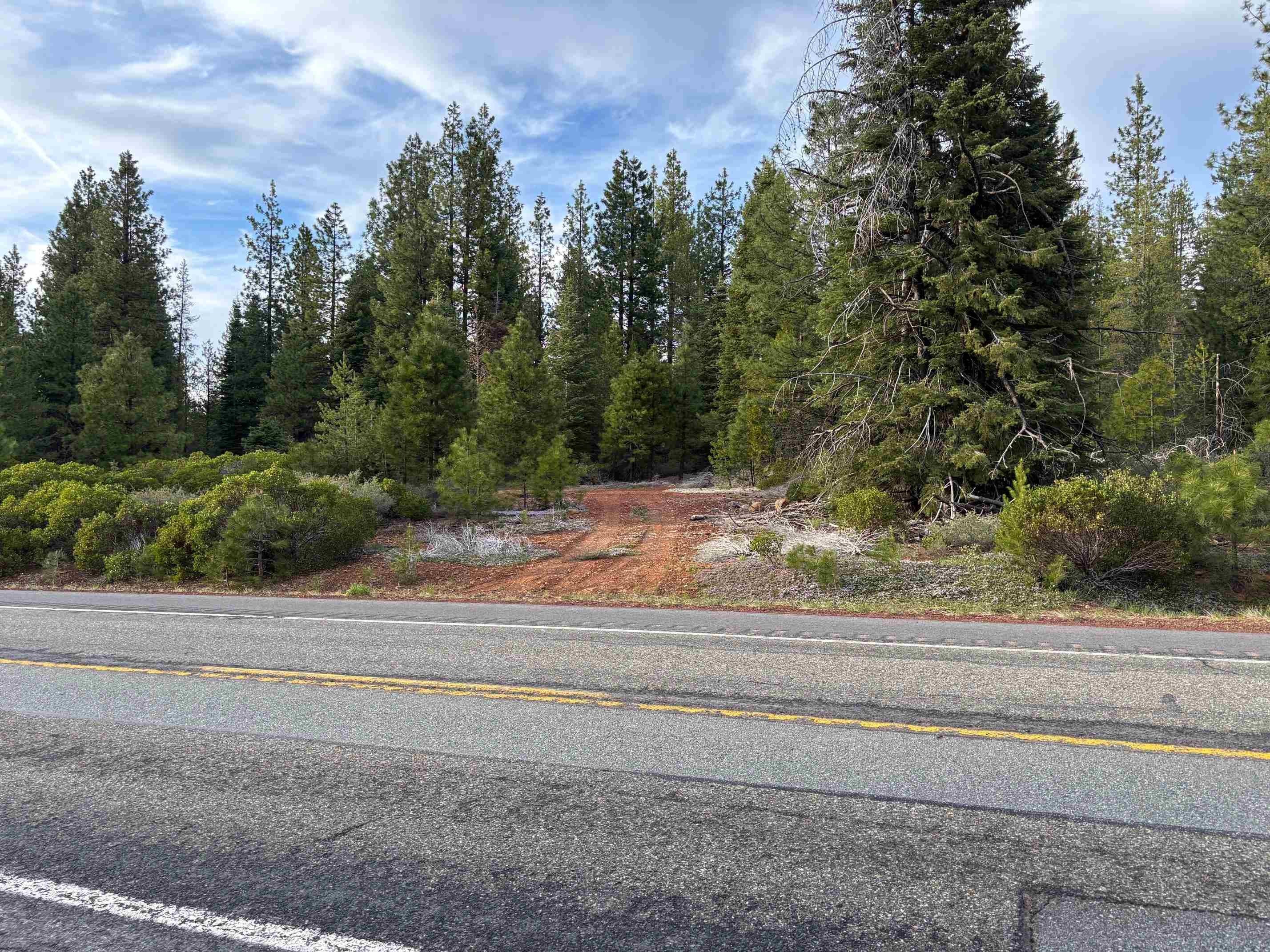 Forested Land Near McCloud, CA