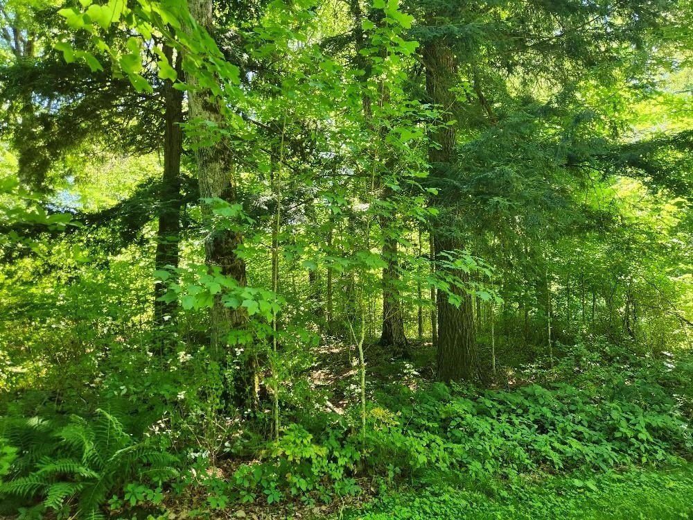 Picture 25
