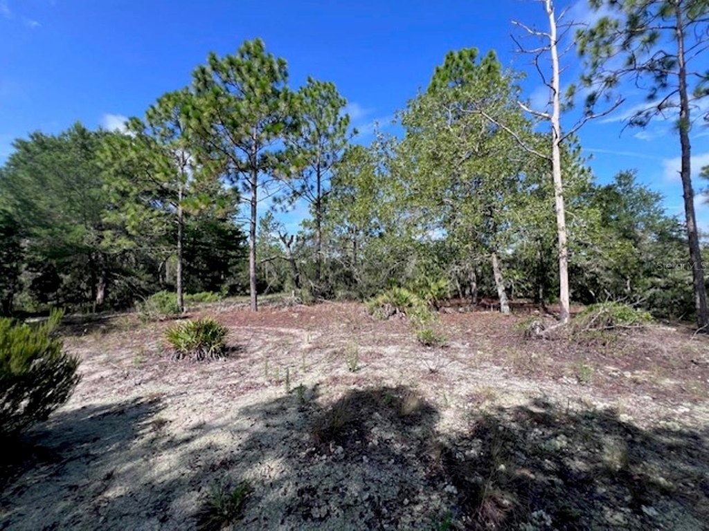 Picture 21