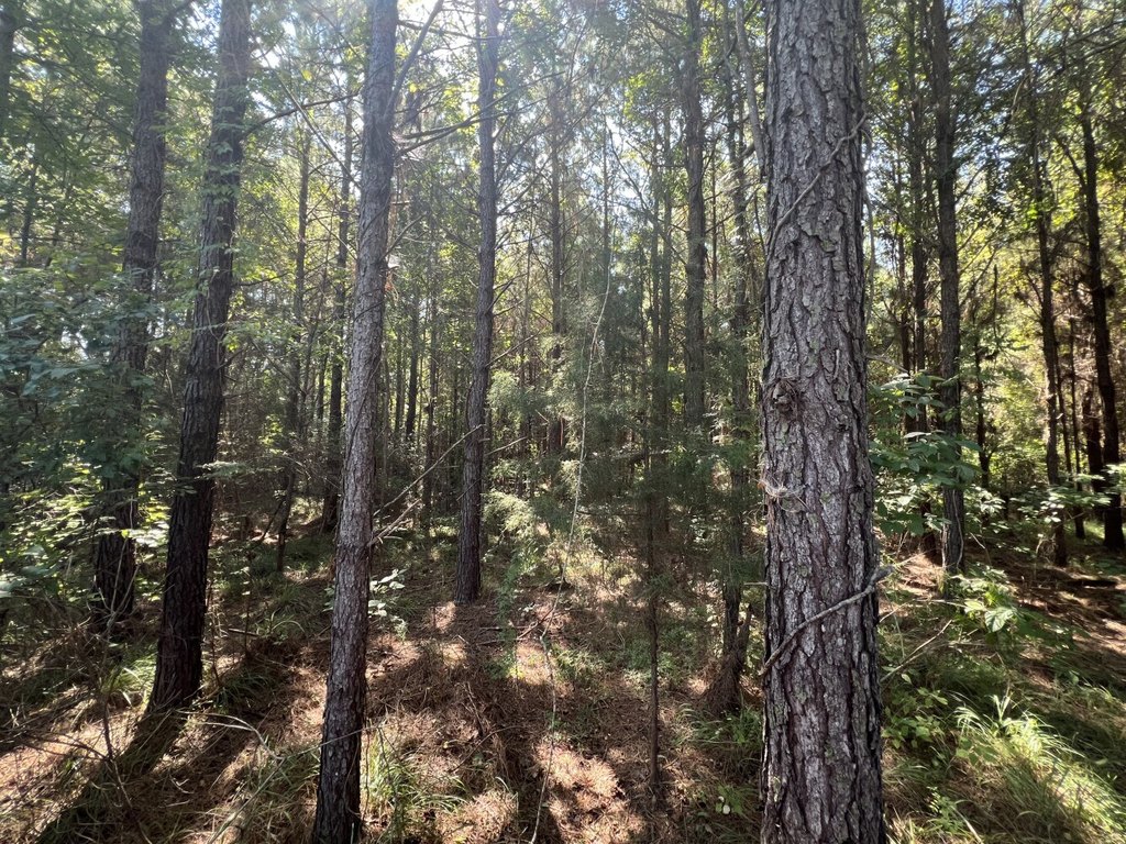 Picture 4