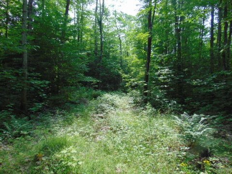 Luce County Wooded Acreage