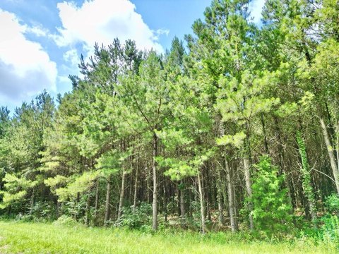 8.48 Acres Homesite in Brundidge