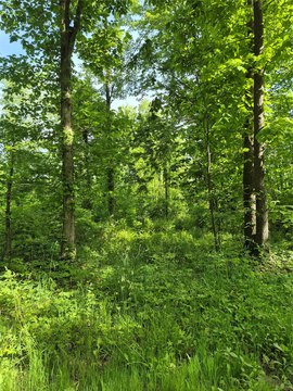 Recreational Hunting Land Parcel