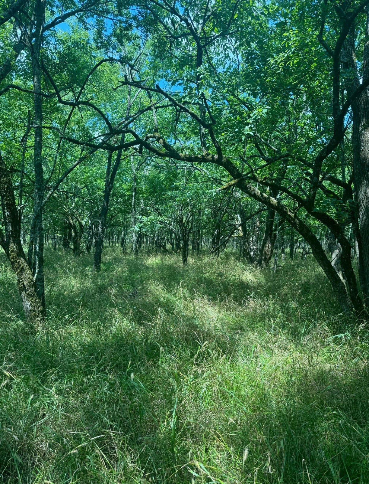 40 Acres Hunting Land, Haworth