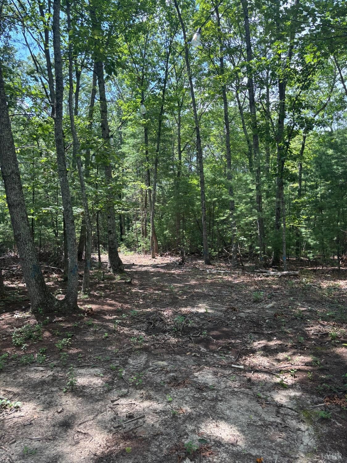 Land Near National Forest