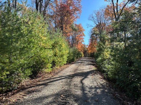 Secluded Wooded Lot in Skyland