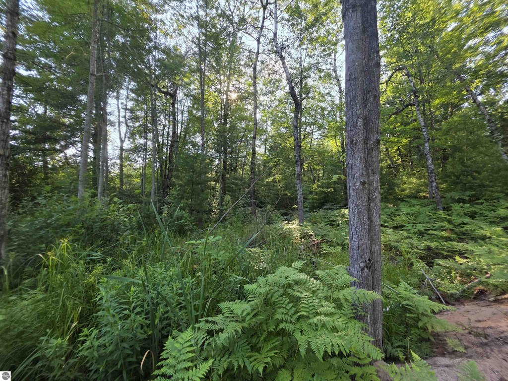 Picture 45