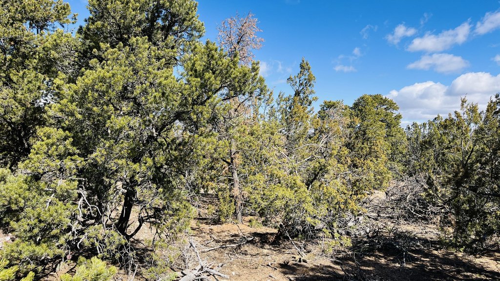 Picture 18