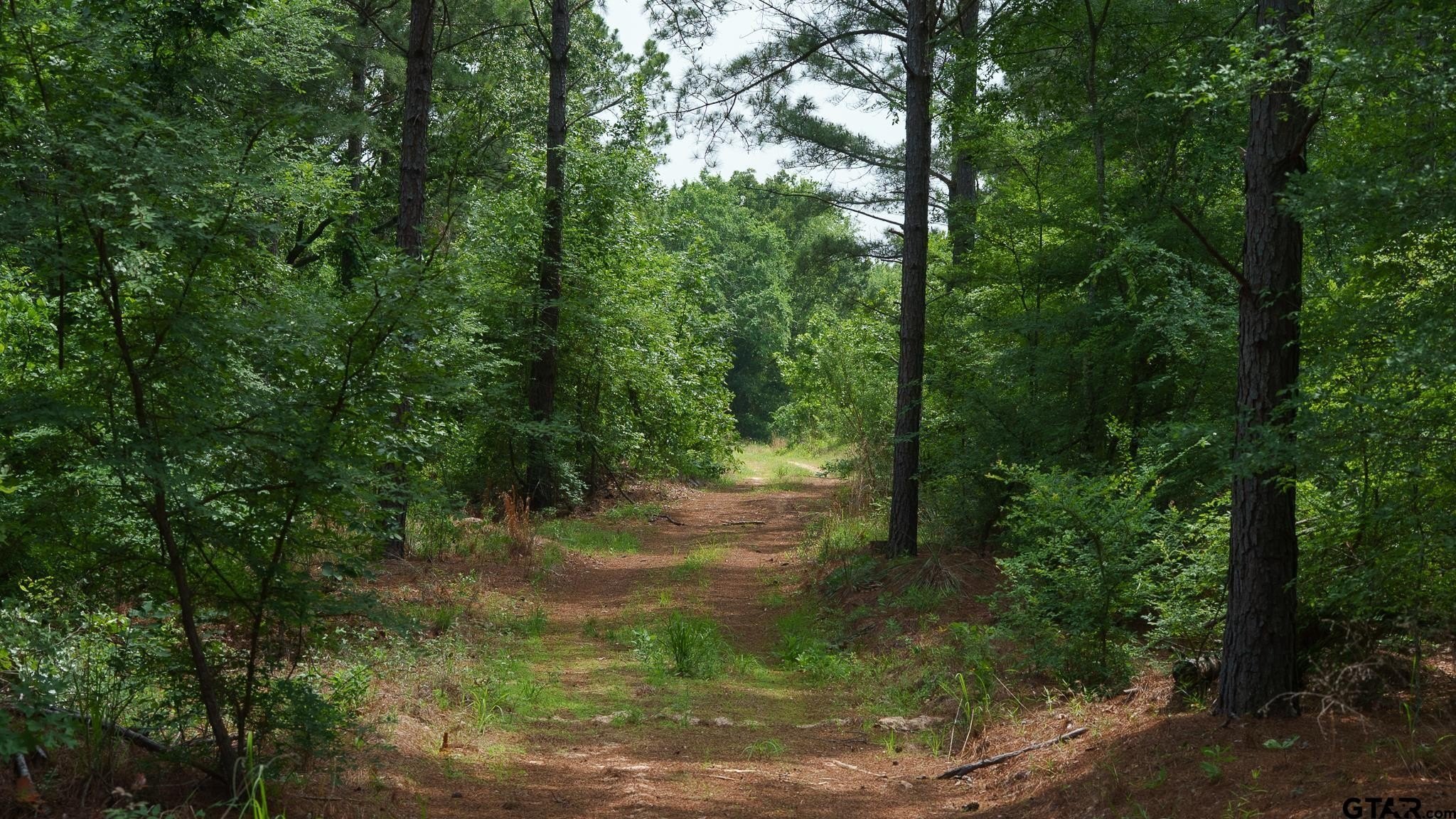 East Texas Hunting & Timberland