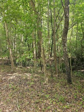 Secluded Johns Island Homesite
