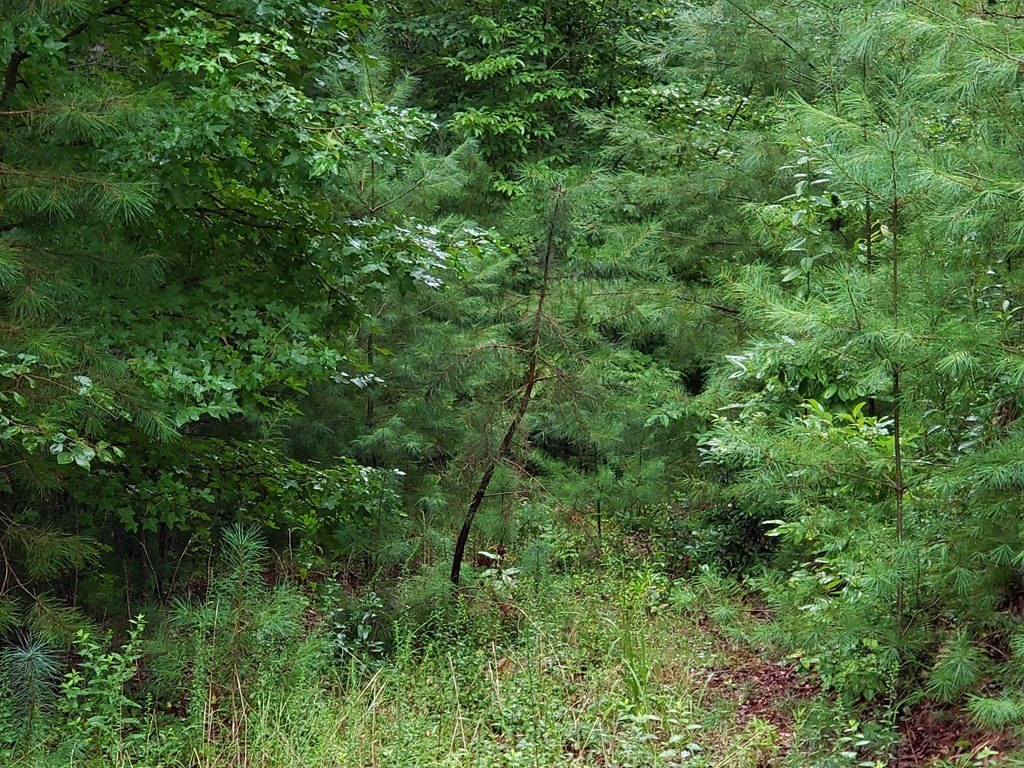 Picture 8