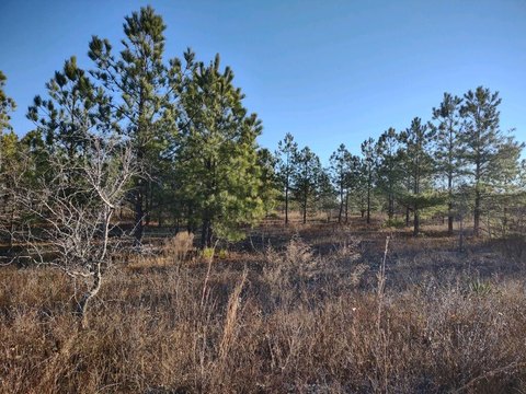 Land, Buena Vista, GA