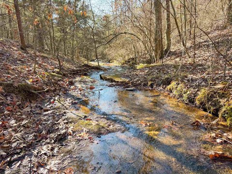 Quitman Woods Near Greers Ferry