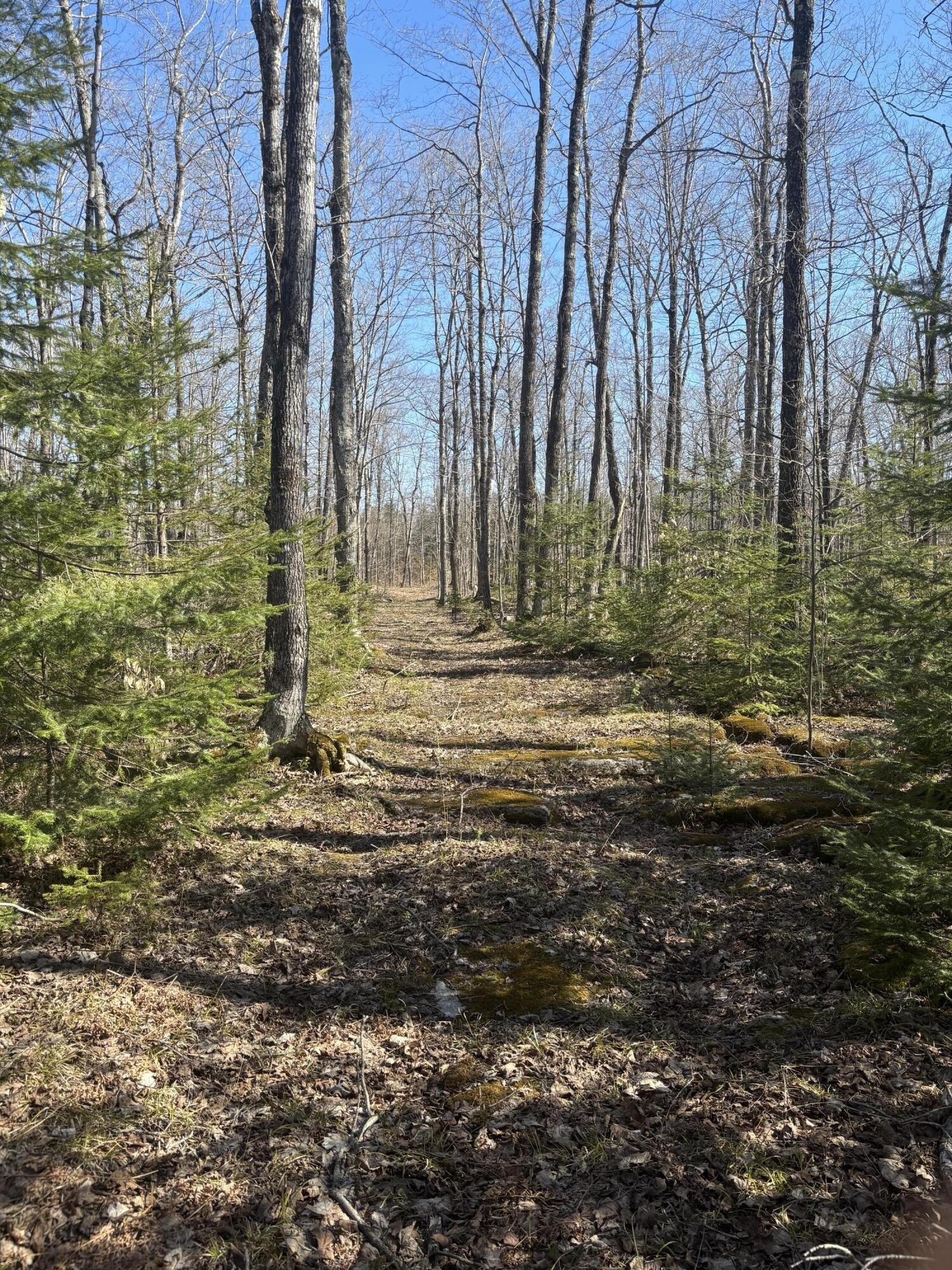 Drummond Island Wooded Land
