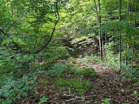 Whittier, NC Wooded Lot