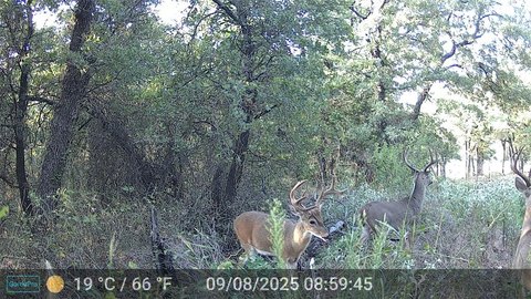 40 Acres in Sunset, Texas