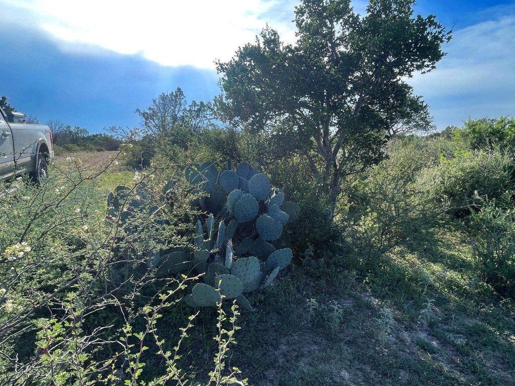 Picture 29