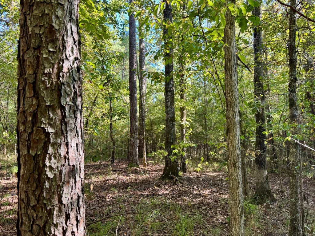 Picture 4