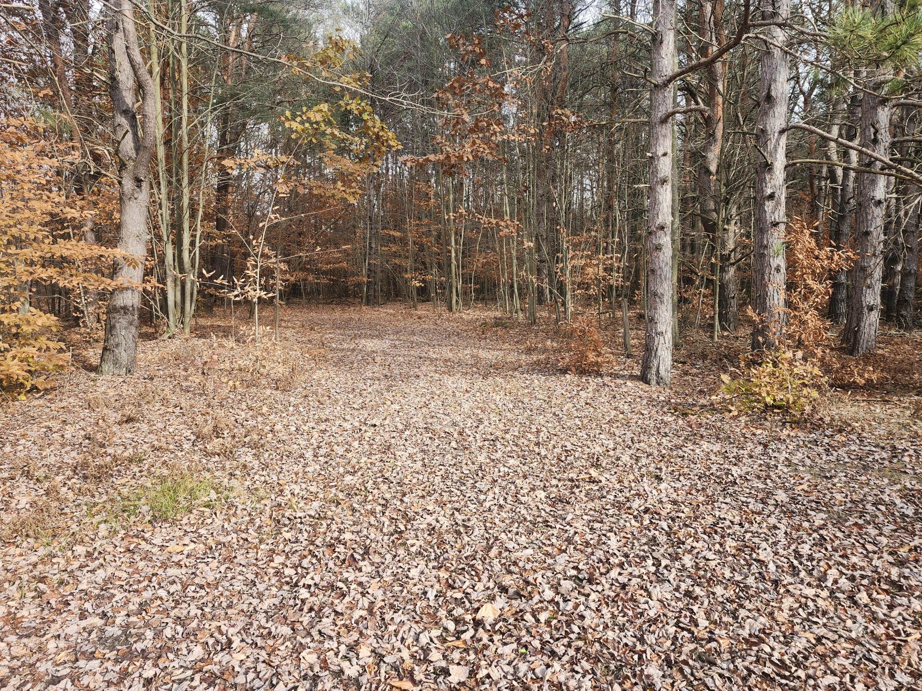 Kaleva, MI Buildable Land
