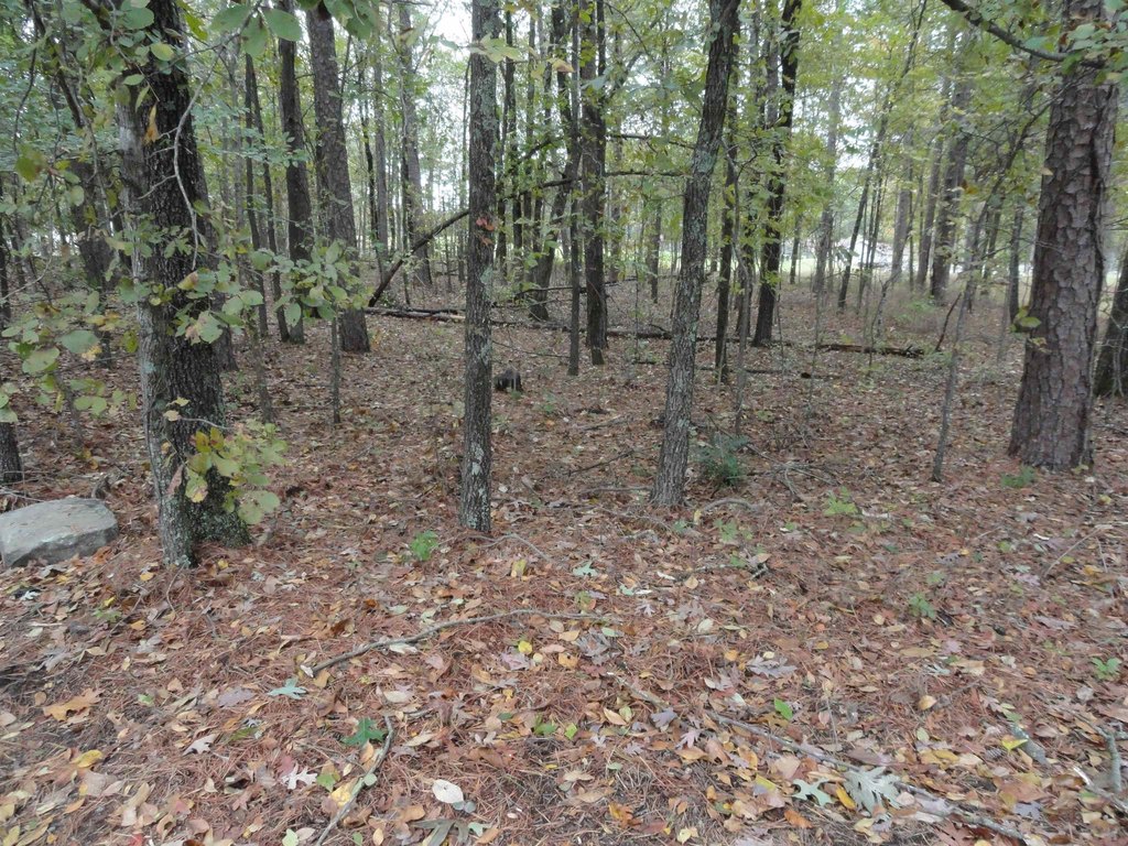Picture 5