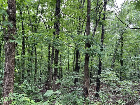 Woodland Acreage with Highway Frontage