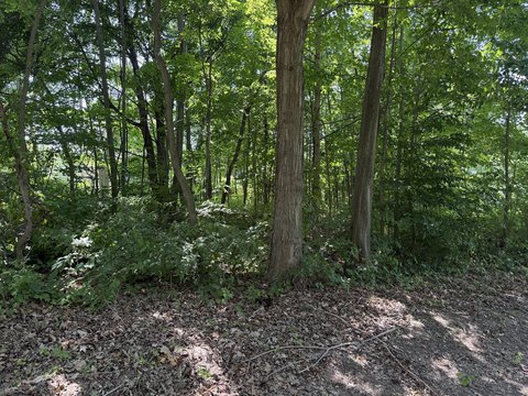 Wooded Lot in Southwest Michigan