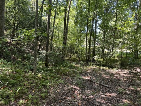 Vacant Lot, Cherry Log, GA