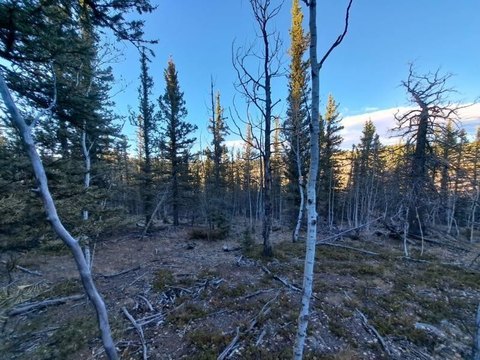 Treelined Land in Como, Colorado