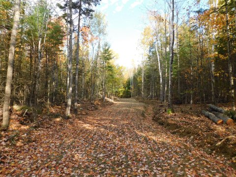 Wooded Land Parcel in Solon