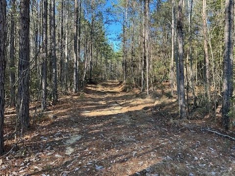 Timber and Recreational Land