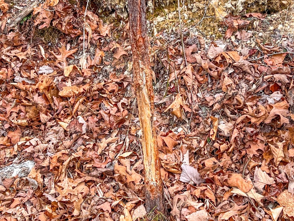 Picture 41