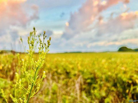 Serene Land in Trinity, AL