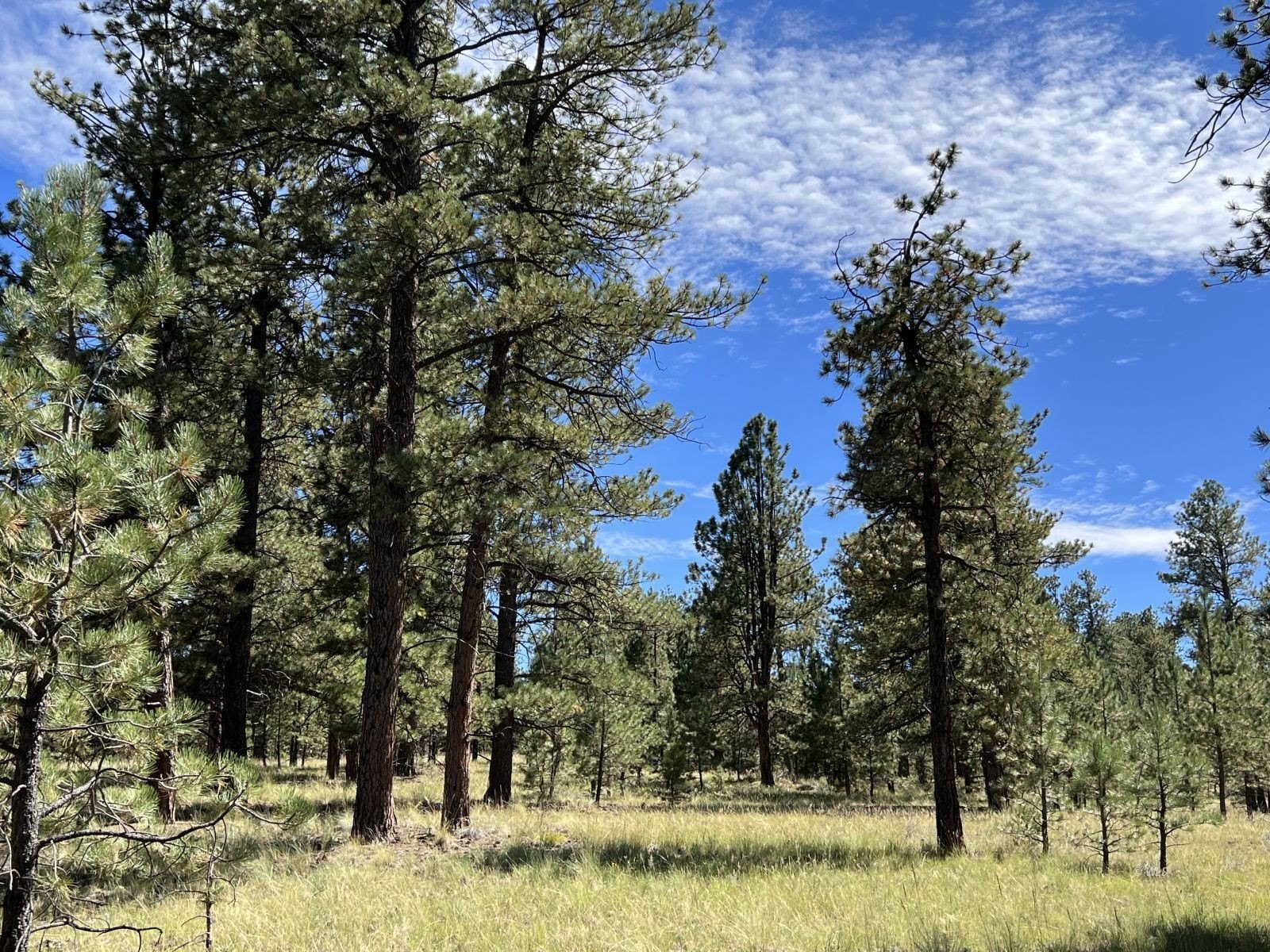 Westcliffe Land with Mountain Views