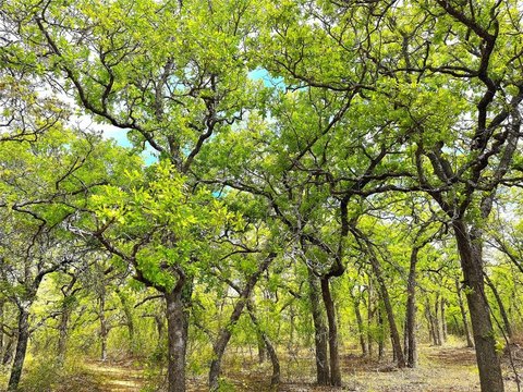55 Acres of Texas Land