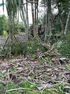 Land, Pahoa, HI