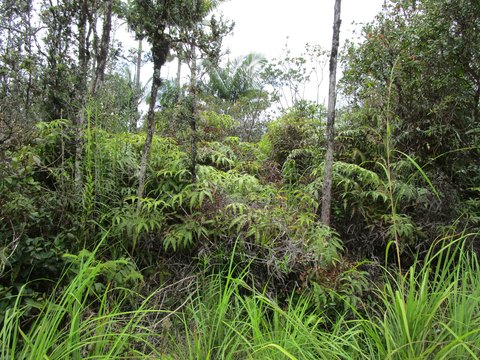 Kurtistown Land with Ohia Trees