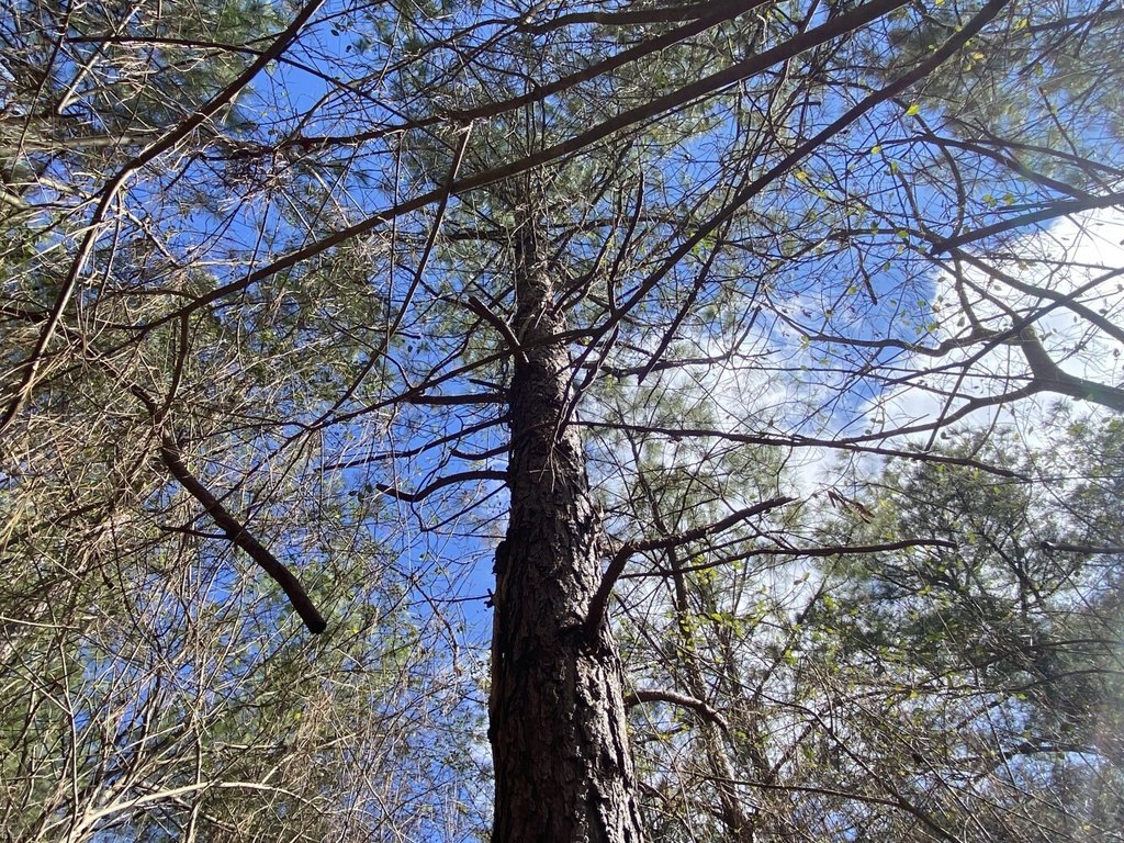 Picture 8